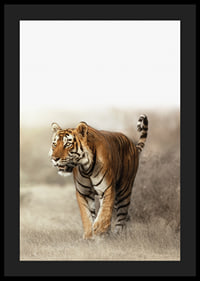 Photographic tiger walking in dry grass landscape in backlight-4