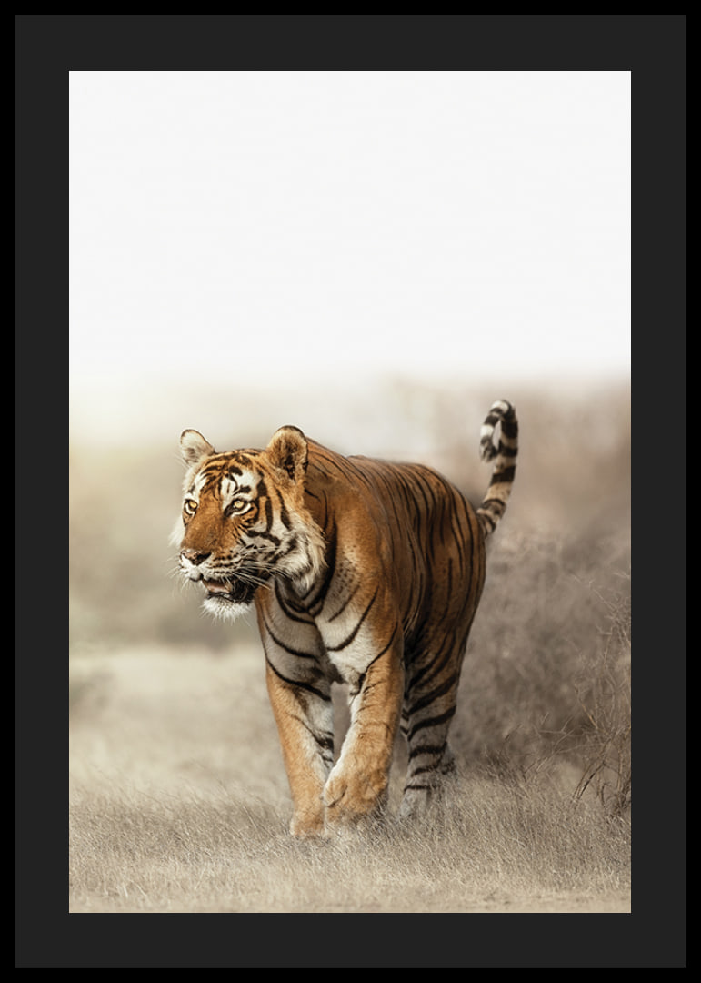 Photographic tiger walking in dry grass landscape in backlight-12