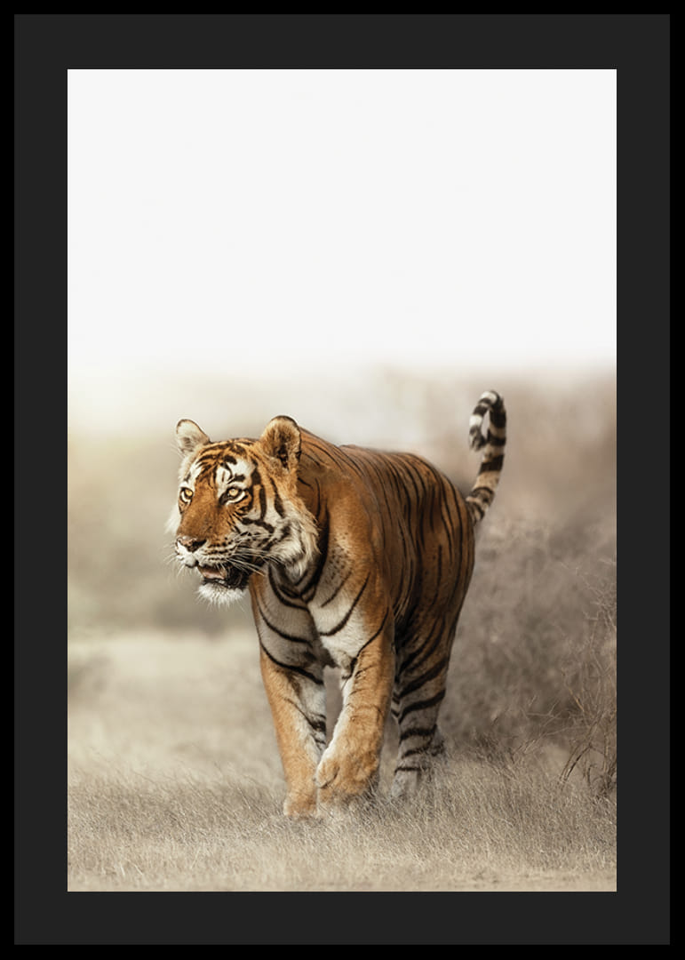 Fotogrāfisks tīģeris pastaigājas sausā zāles ainavā pretgaismā-12