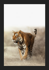 Photographic tiger walking in dry grass landscape in backlight-5