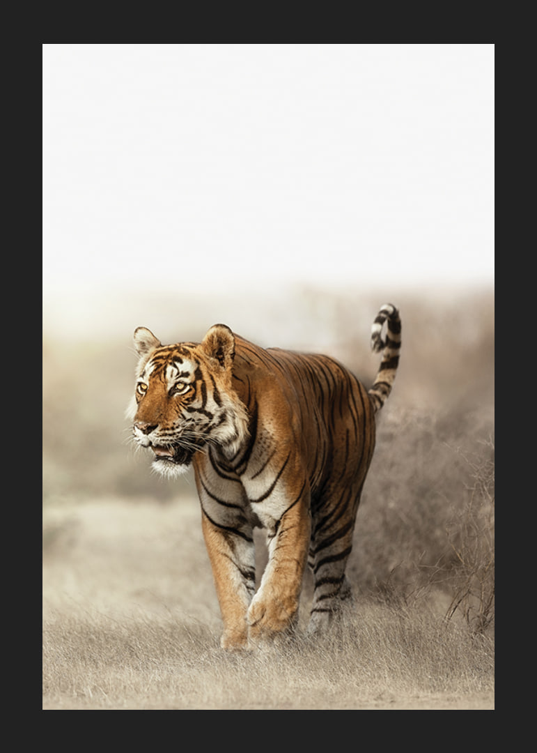 Photographic tiger walking in dry grass landscape in backlight-12