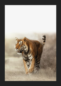 Fotogrāfisks tīģeris pastaigājas sausā zāles ainavā pretgaismā-5