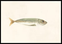 Illustrated sardine in muted colors on a light background-6