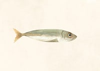 Illustrated sardine in muted colors on a light background-7