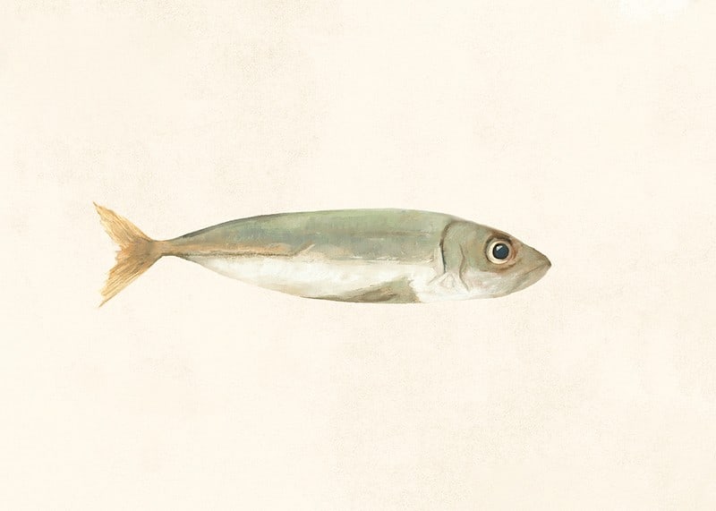 Illustrated sardine in muted colors on a light background-12