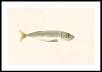 Illustrated sardine in muted colors on a light background-0