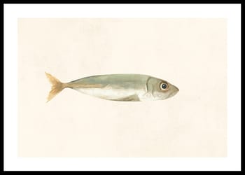Poster Colored Sardine