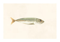Illustrated sardine in muted colors on a light background-1