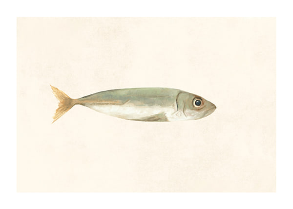 Poster Colored Sardine
