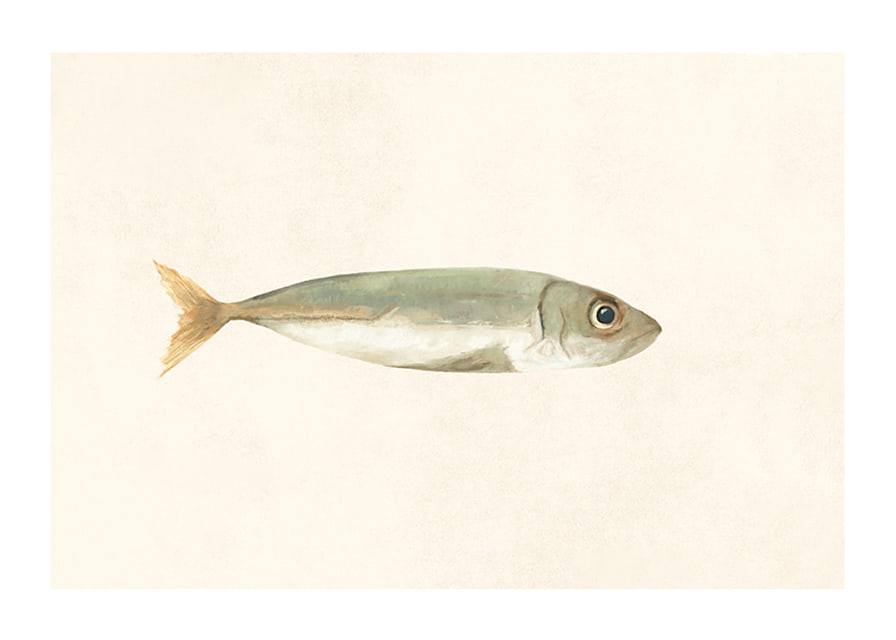 Illustrated sardine in muted colors on a light background-12
