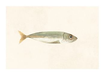 Poster Colored Sardine