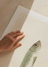 Illustrated sardine in muted colors on a light background-9