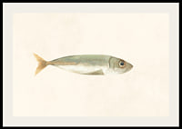 Illustrated sardine in muted colors on a light background-2