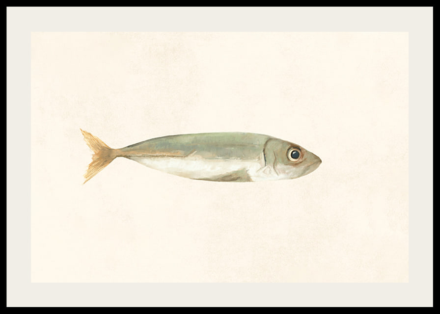 Illustrated sardine in muted colors on a light background-12