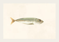 Illustrated sardine in muted colors on a light background-3