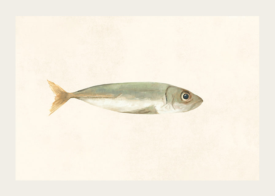 Illustrated sardine in muted colors on a light background-12