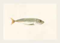 Illustrerad sardin i dämpade färger på ljus bakgrund-3