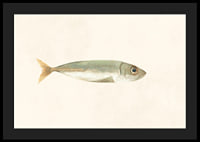 Illustrated sardine in muted colors on a light background-4