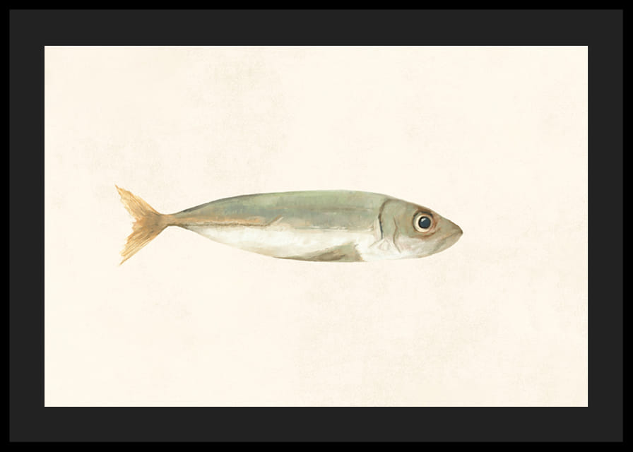 Illustrerad sardin i dämpade färger på ljus bakgrund-12