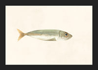 Illustrated sardine in muted colors on a light background-5