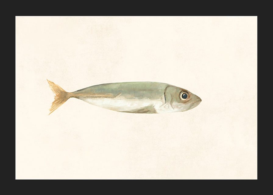 Illustrated sardine in muted colors on a light background-12