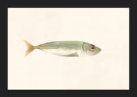 Illustrerad sardin i dämpade färger på ljus bakgrund-5