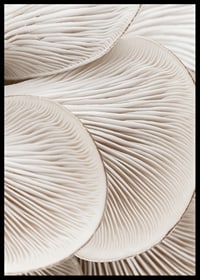 Photographic close-up of white mushroom trunks in soft tones-6