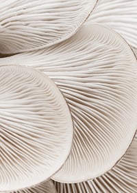 Photographic close-up of white mushroom trunks in soft tones-7