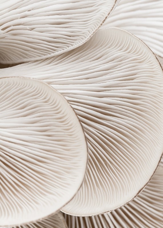 Photographic close-up of white mushroom trunks in soft tones-12