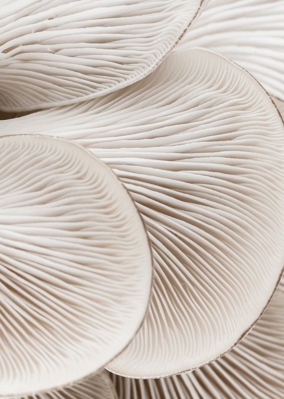 Mushrooms Close Up-12