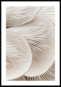 Photographic close-up of white mushroom trunks in soft tones-0