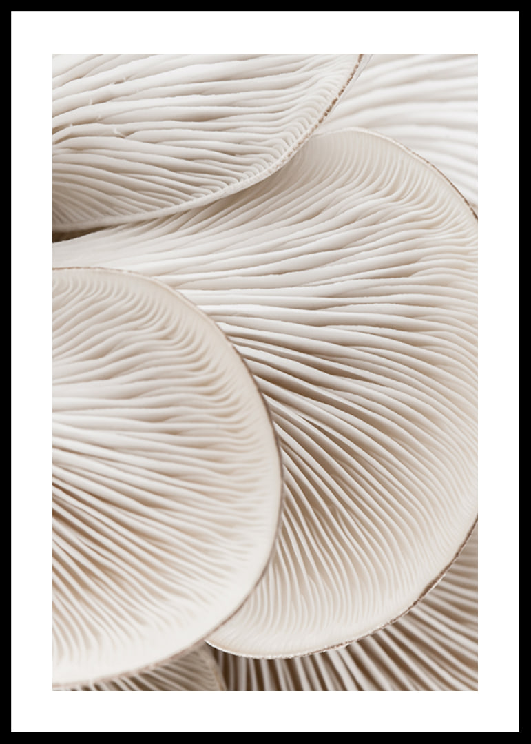 Photographic close-up of white mushroom trunks in soft tones-12
