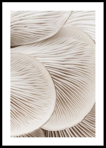 Poster Mushrooms Close Up