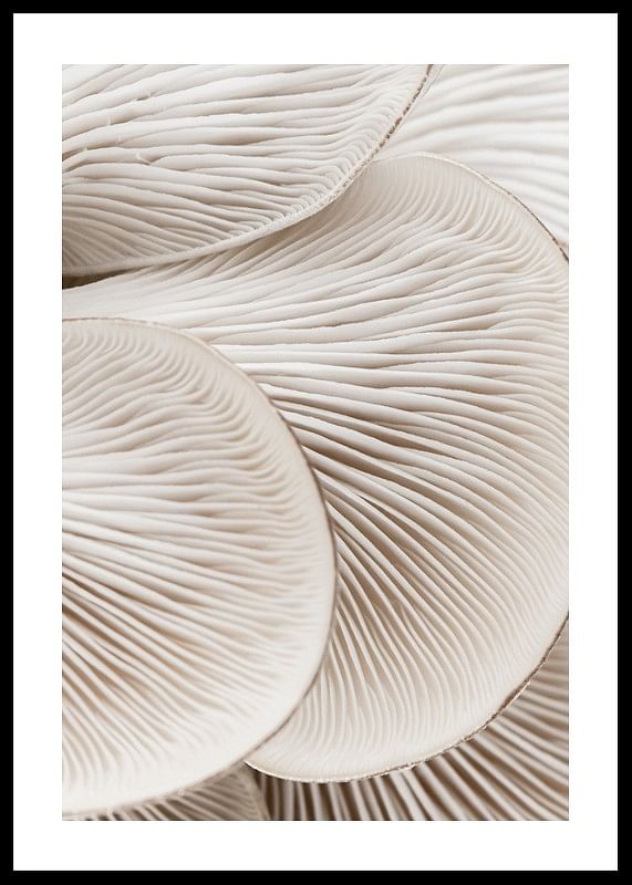 Mushrooms Close Up-12