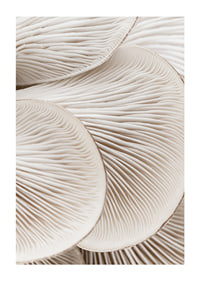 Photographic close-up of white mushroom trunks in soft tones-1