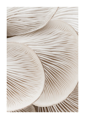 Poster Mushrooms Close Up