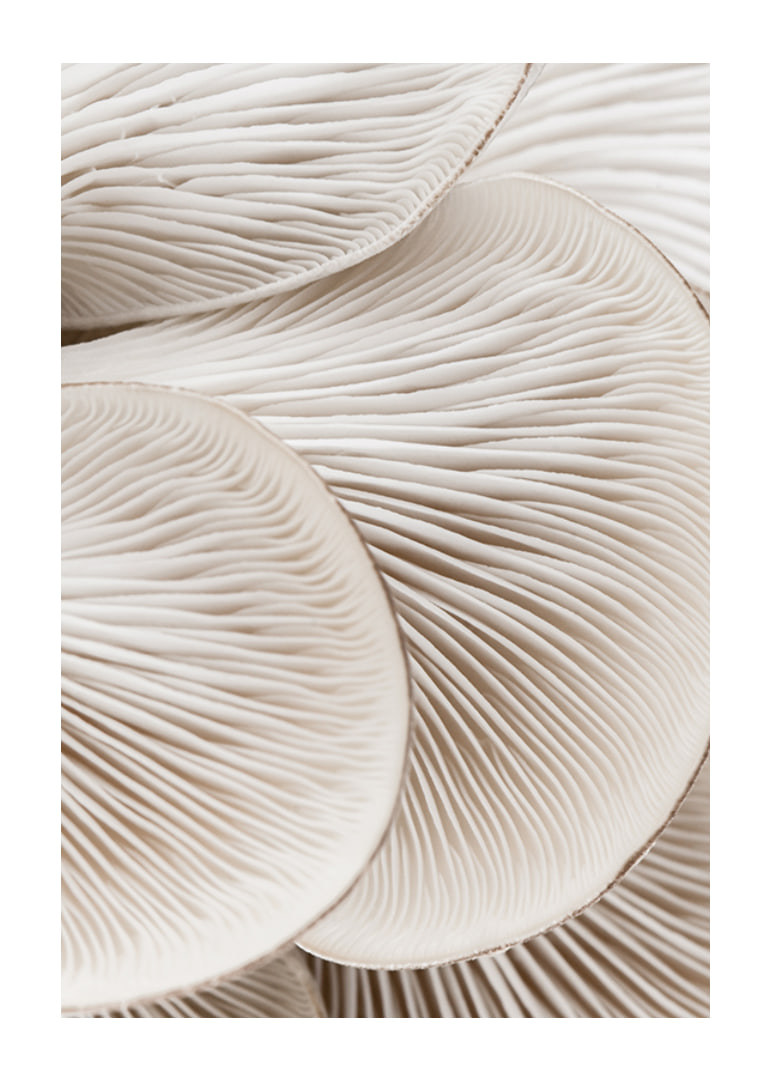 Photographic close-up of white mushroom trunks in soft tones-12