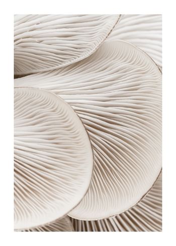 Poster Mushrooms Close Up