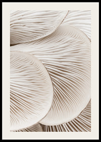 Photographic close-up of white mushroom trunks in soft tones-2