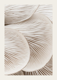 Photographic close-up of white mushroom trunks in soft tones-3