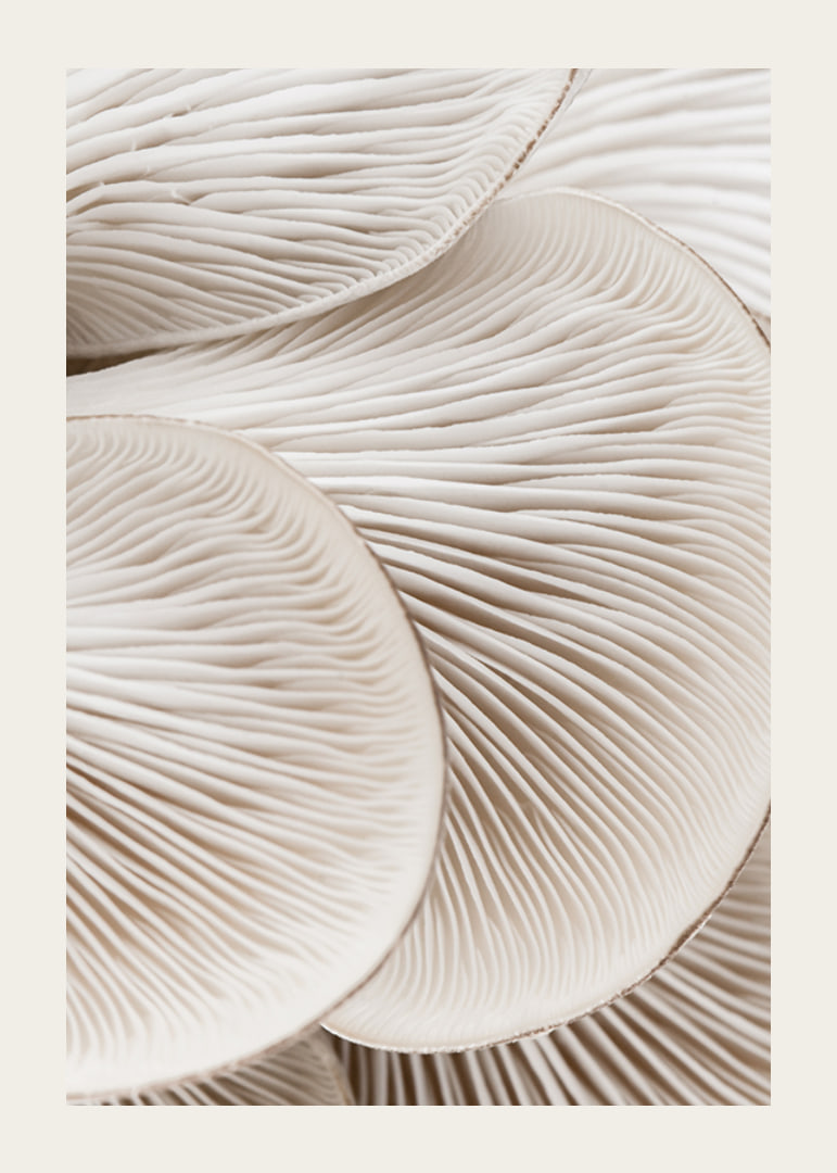 Photographic close-up of white mushroom trunks in soft tones-12