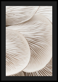 Photographic close-up of white mushroom trunks in soft tones-4