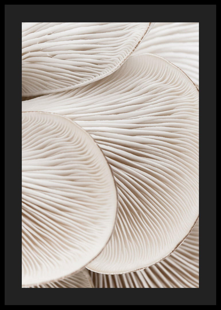 Photographic close-up of white mushroom trunks in soft tones-12