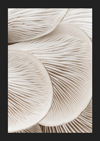 Photographic close-up of white mushroom trunks in soft tones-5