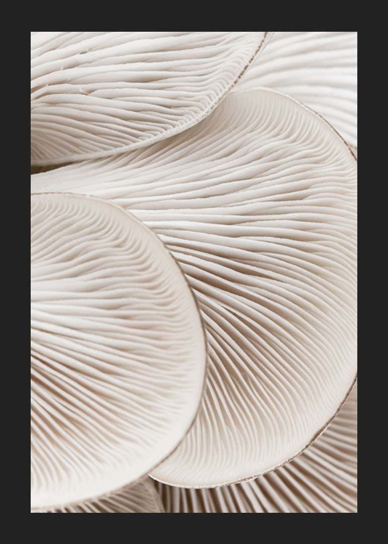 Photographic close-up of white mushroom trunks in soft tones-12