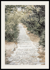 Photograph of paved walkway surrounded by olive trees in warm tones-2