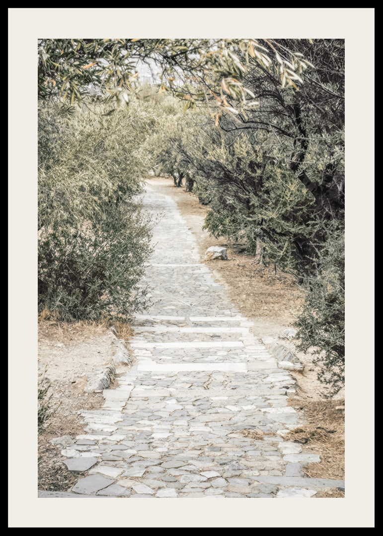 Photograph of paved walkway surrounded by olive trees in warm tones-12