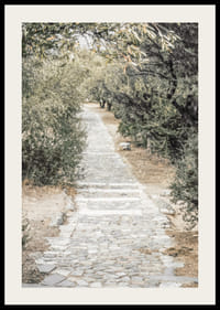 Fotografi av stenlagd gång omgiven av olivträd i varma toner-2