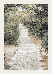 Photograph of paved walkway surrounded by olive trees in warm tones-3