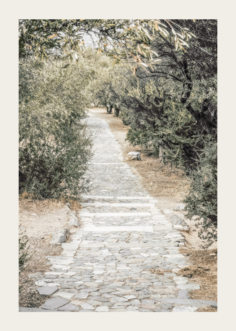 Photograph of paved walkway surrounded by olive trees in warm tones-12
